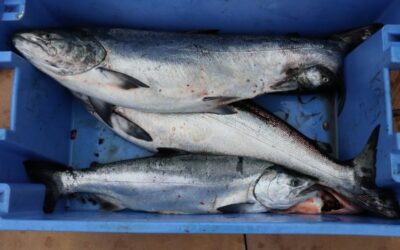 Getting the bite is 1 thing, into the boat is another